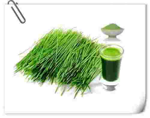 benefits-of-barley-grass-powder-barley-grass-powder-offered-by-xi-an